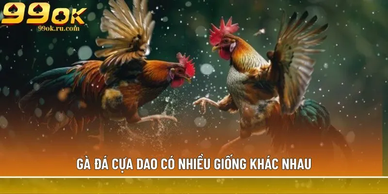 Đá gà cựa dao: Hình thức cá cược siêu hấp dẫn tại 99OK 2 Gà đá cựa dao có nhiều giống khác nhau